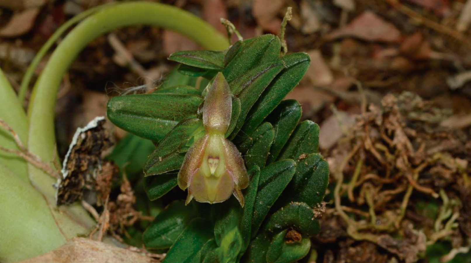 ¡La naturaleza nos regala una nueva especie de Orquídea en Urabá!