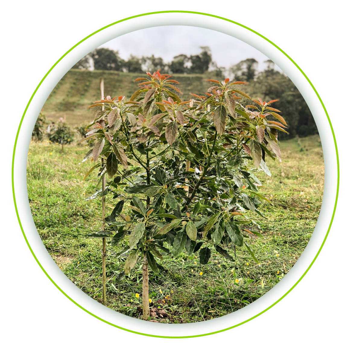 Estructura de Gobierno