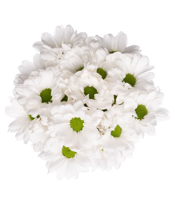 DAISY