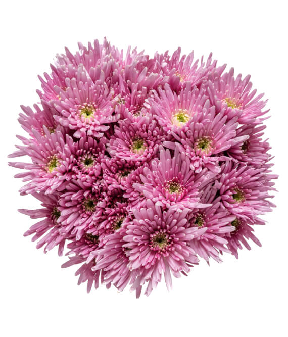 NOVEDAD