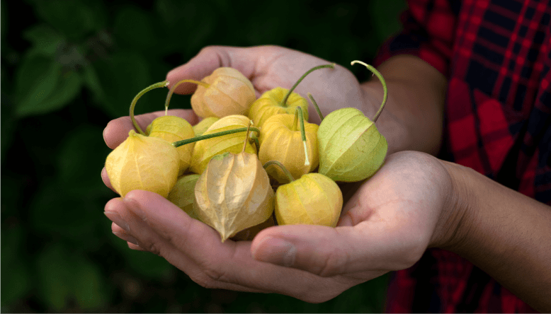 Meet the goldenberry