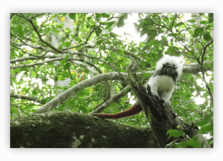 Protección de flora y fauna