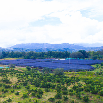 Plantación Aguacate