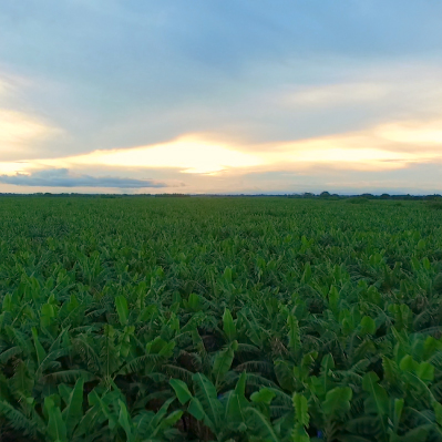 Plantación de Banano